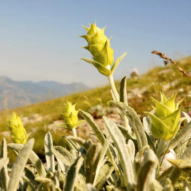 Grieķu kalnu tēja – Sideritis scardica